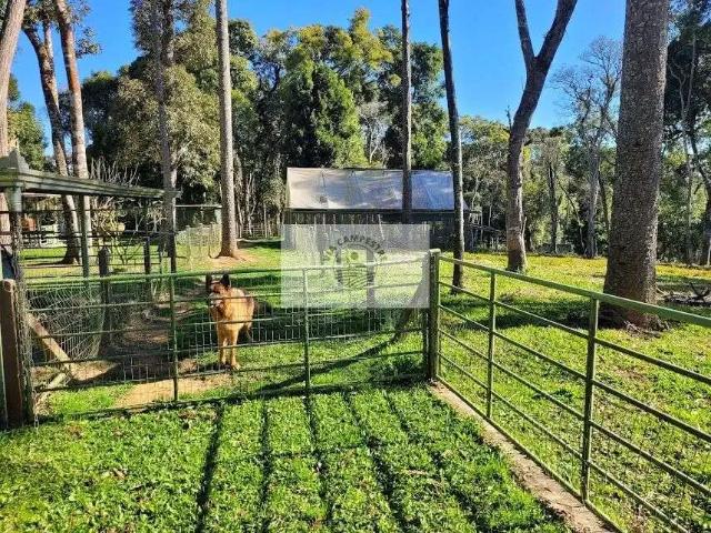 Terreno venda em Região Geográfica Imediata de São Bento do Sul-Rio Negrinho, Campo Alegre