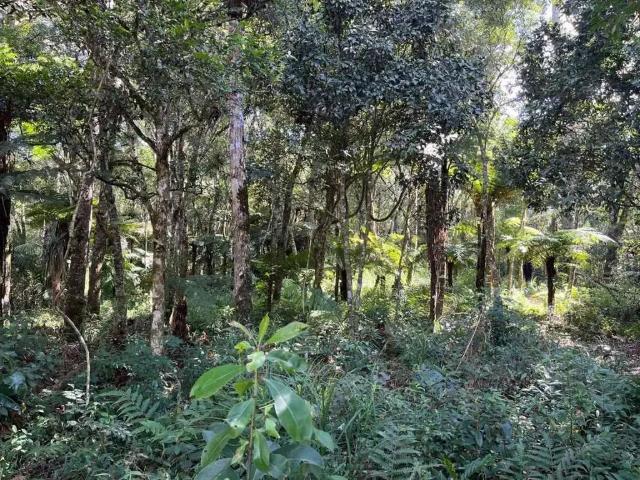 Terreno venda em Região Geográfica Imediata de São Bento do Sul-Rio Negrinho, Campo Alegre