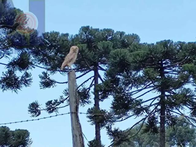 Terreno venda em Região Geográfica Imediata de São Bento do Sul-Rio Negrinho, Campo Alegre