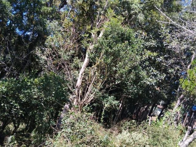 Terreno venda em Região Geográfica Imediata de São Bento do Sul-Rio Negrinho, Campo Alegre