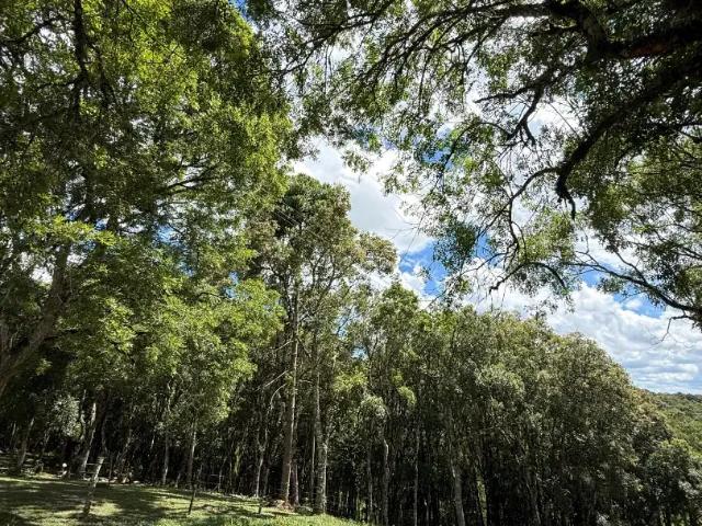Terreno venda em Região Geográfica Imediata de São Bento do Sul-Rio Negrinho, Campo Alegre