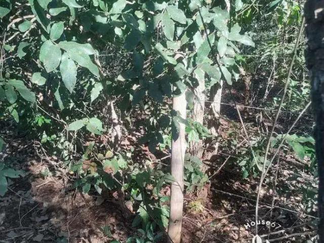 Terreno venda em Região Geográfica Imediata de Campo Grande, Campo Grande