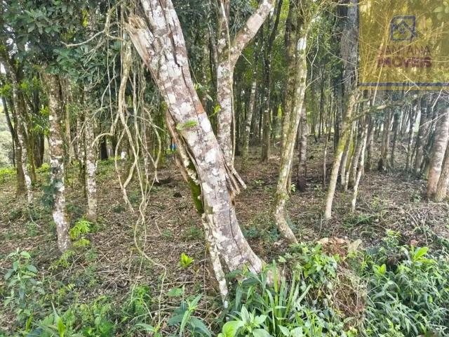 Terreno venda em Região Geográfica Imediata de Curitiba, Região Metropolitana de Curitiba