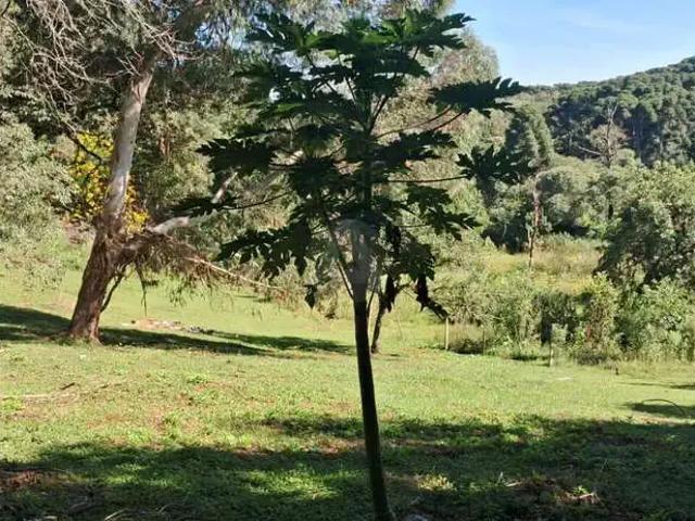 Terreno venda em Região Geográfica Imediata de Curitiba, Região Metropolitana de Curitiba