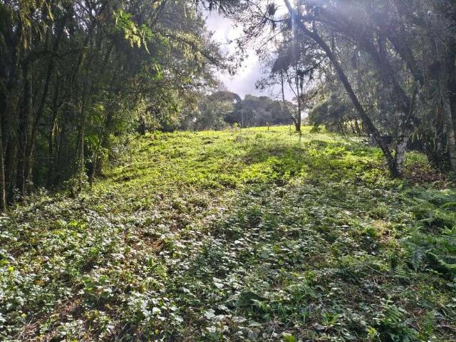 Terreno venda em Cambuí, Campo Largo