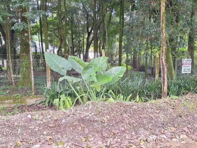 Terreno venda em Campo de São Benedito, Campo Magro