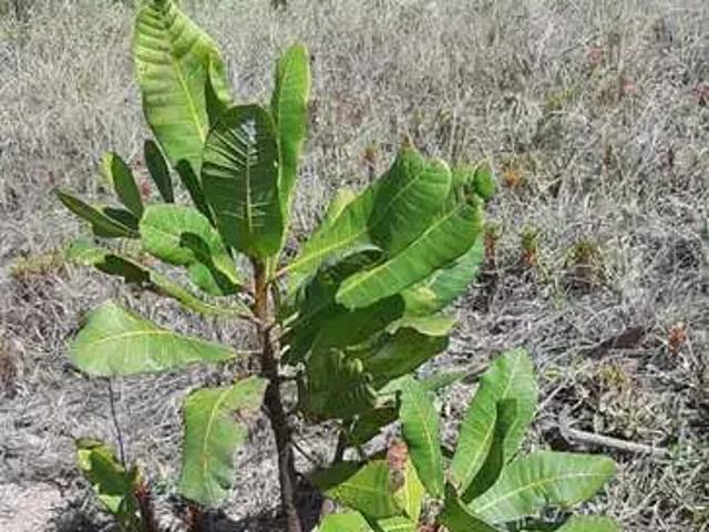 Terreno venda em Região Geográfica Imediata de Campos dos Goytacazes, Campos dos Goytacazes