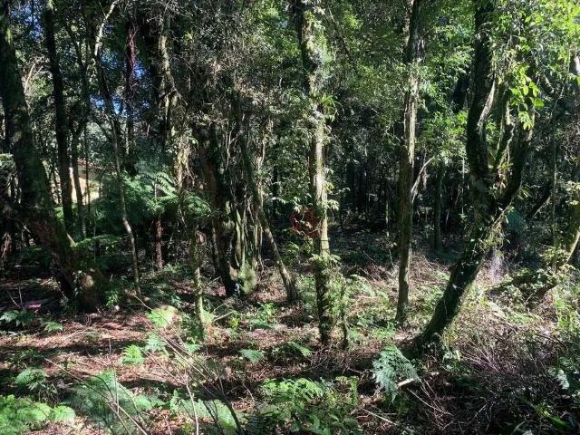 Terreno venda em Canela