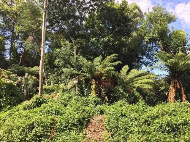 Terreno venda em Canela
