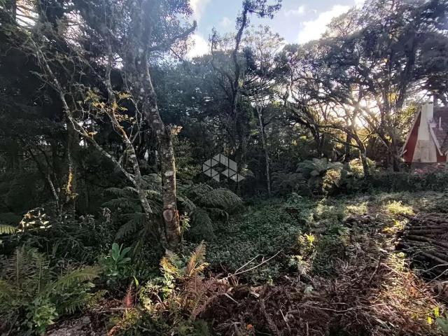 Terreno venda em Canela