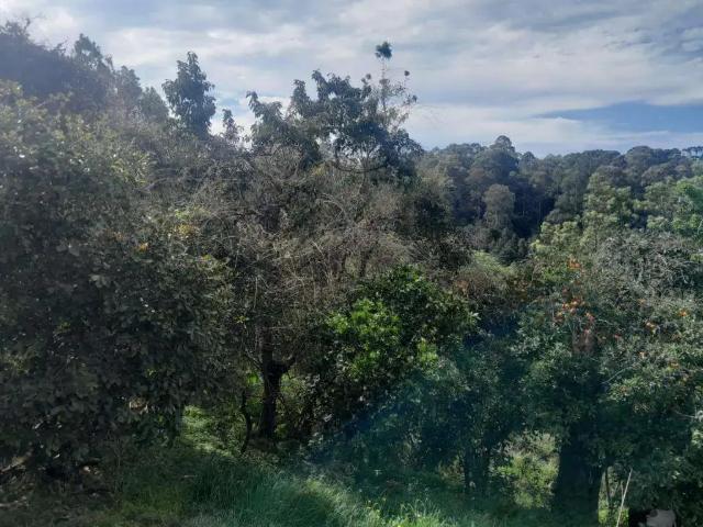 Terreno venda em Região Geográfica Imediata de Caxias do Sul, Canela