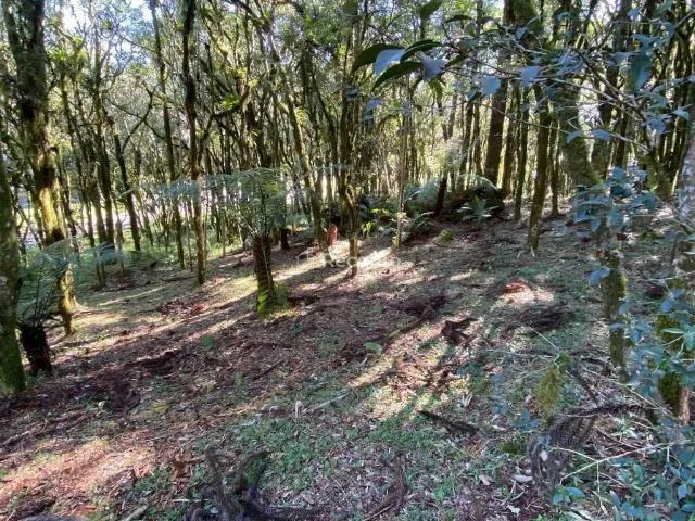 Terreno venda em Região Geográfica Imediata de Caxias do Sul, Canela