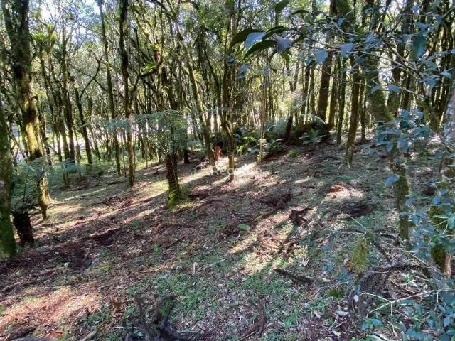 Terreno venda em Canela