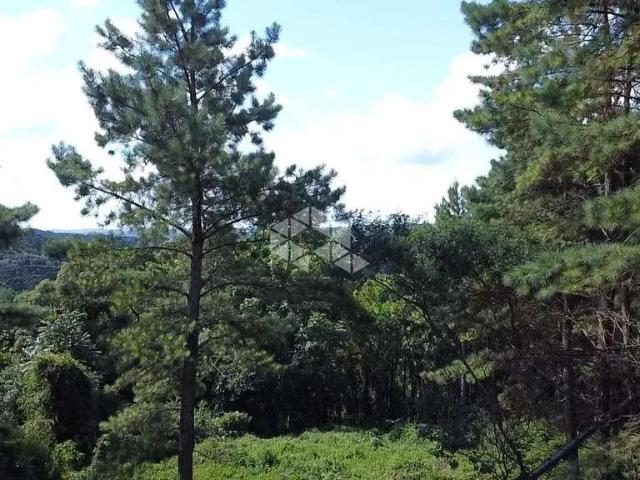 Terreno venda em Canela