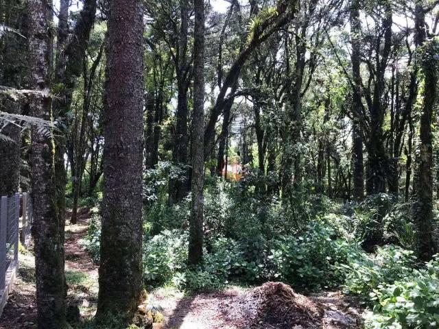 Terreno venda em Região Geográfica Imediata de Caxias do Sul, Canela
