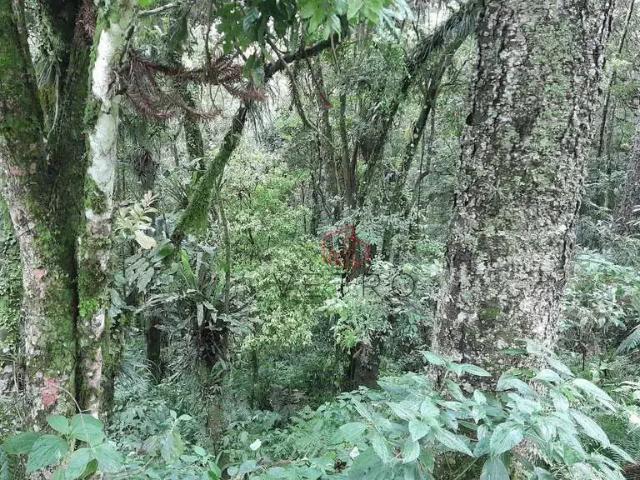 Terreno venda em Região Geográfica Imediata de Caxias do Sul, Canela