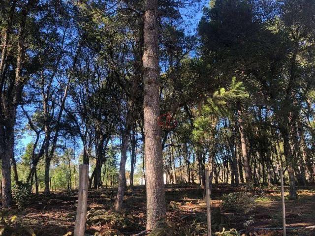 Terreno venda em Região Geográfica Imediata de Caxias do Sul, Canela