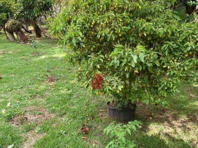 Terreno venda em Região Geográfica Imediata de Cascavel, Cascavel