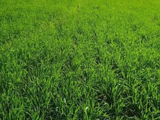 Terreno venda em Região Geográfica Imediata de Chapecó, Caxambu do Sul