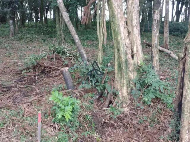 Terreno venda em Região Geográfica Imediata de Caxias do Sul, Caxias do Sul