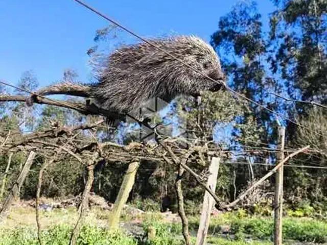 Terreno venda em Região Geográfica Imediata de Caxias do Sul, Caxias do Sul