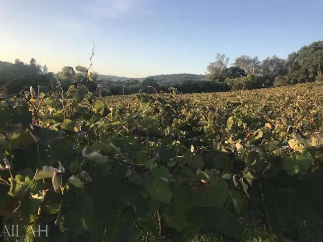 Terreno venda em Região Geográfica Imediata de Caxias do Sul, Caxias do Sul