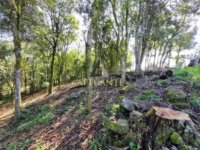 Terreno venda em Região Geográfica Imediata de Caxias do Sul, Caxias do Sul