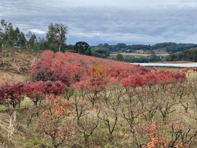 Terreno venda em Região Geográfica Imediata de Caxias do Sul, Caxias do Sul