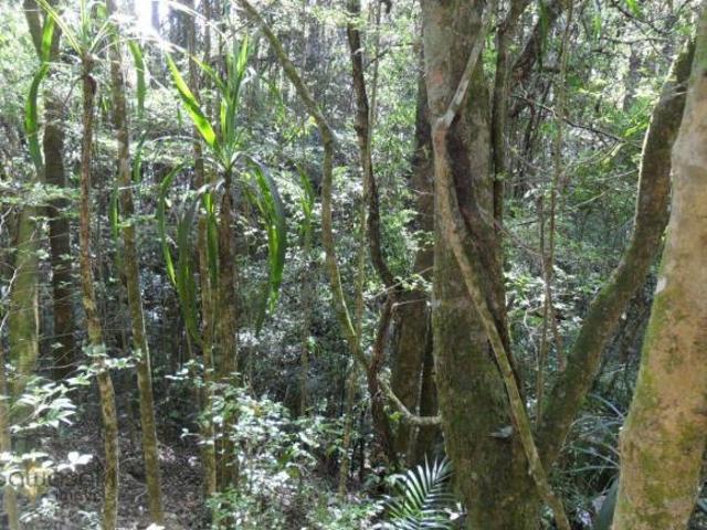 Terreno venda em Região Geográfica Imediata de Curitiba, Região Metropolitana de Curitiba