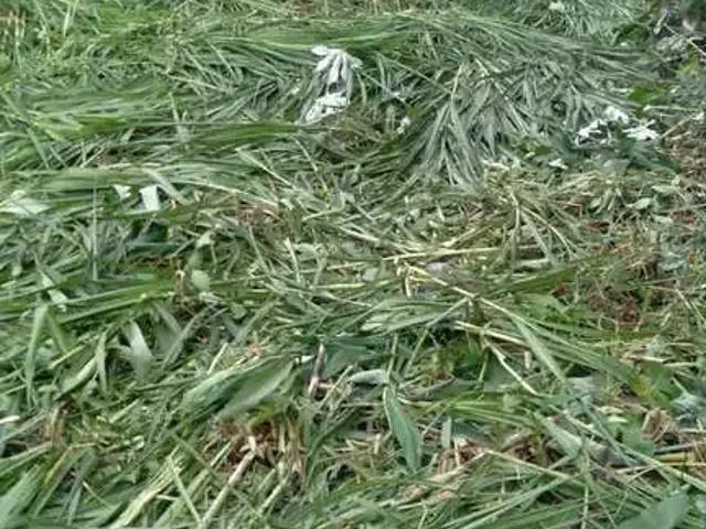 Terreno venda em Região Imediata de Santos, Região Metropolitana da Baixada Santista