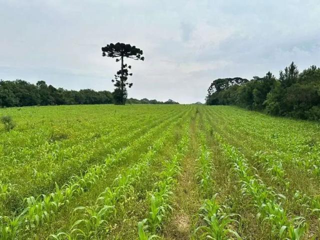 Terreno venda em Região Geográfica Imediata de Curitiba, Região Metropolitana de Curitiba