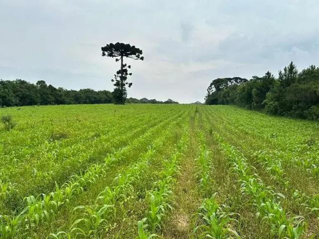 Terreno venda em Região Geográfica Imediata de Curitiba, Região Metropolitana de Curitiba