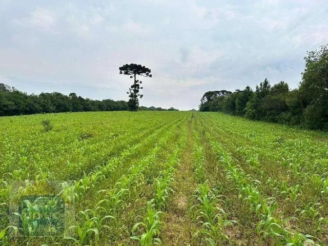 Terreno venda em Região Geográfica Imediata de Curitiba, Região Metropolitana de Curitiba