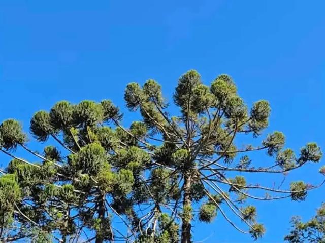 Terreno venda em Região Geográfica Imediata de Itajubá, Delfim Moreira