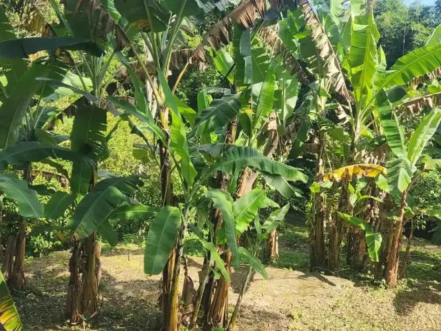 Terreno venda em Região Geográfica Imediata de Florianópolis, Desterro