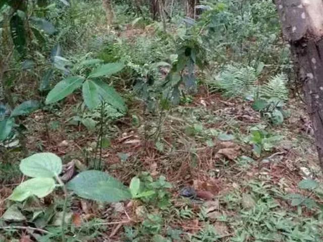 Terreno venda em Região Geográfica Imediata de Florianópolis, Desterro