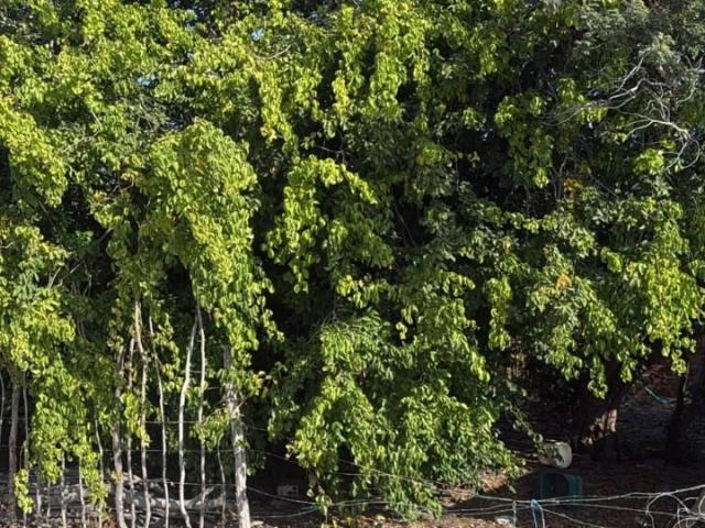 Terreno venda em Fortim, Região Geográfica Intermediária de Quixadá