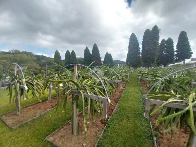 Terreno venda em Garibaldi