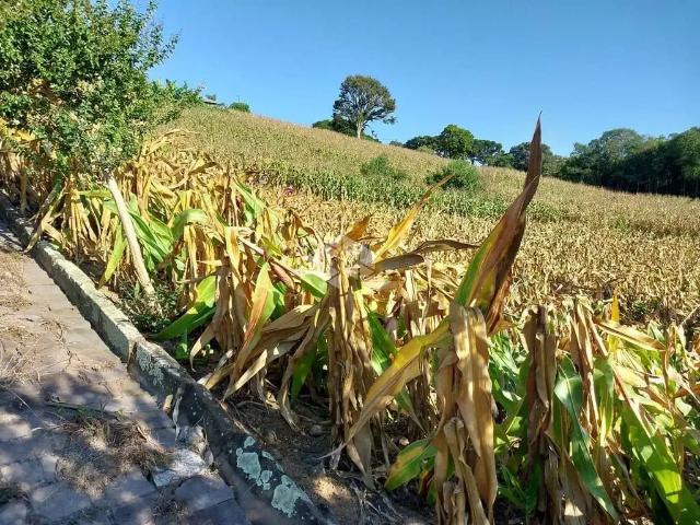 Terreno venda em Garibaldi