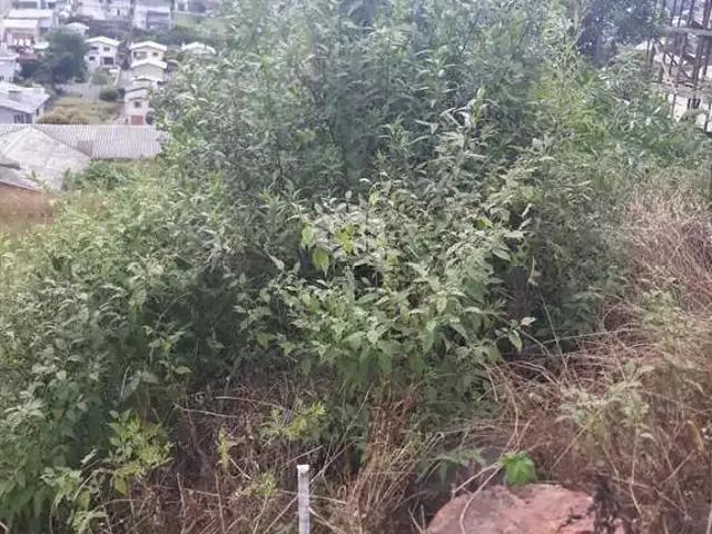 Terreno venda em Garibaldi