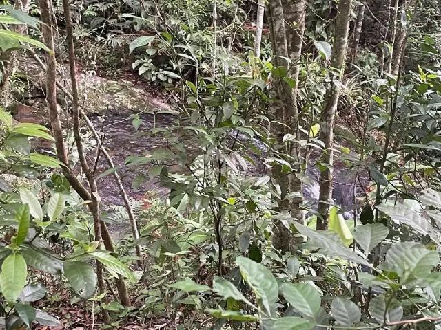 Terreno venda em Região Geográfica Imediata de Florianópolis, Garopaba