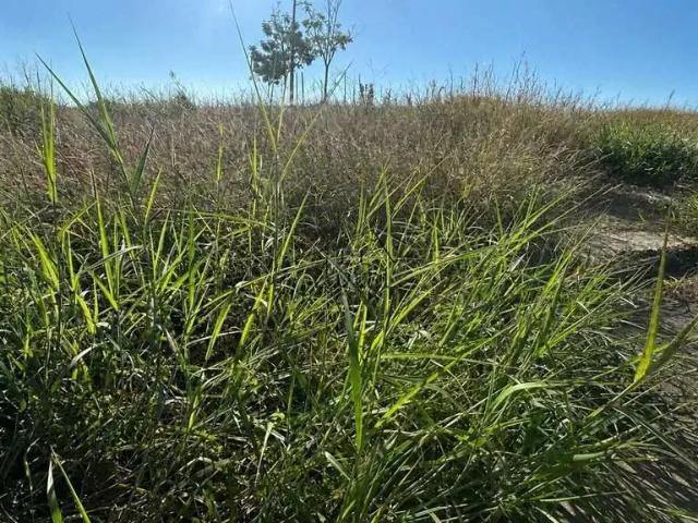 Terreno venda em Região Geográfica Imediata de Governador Valadares, Governador Valadares
