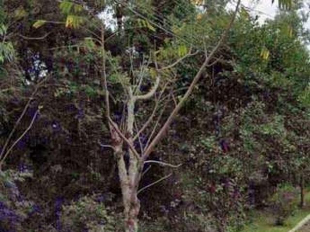 Terreno venda em Região Geográfica Imediata de Caxias do Sul, Gramado