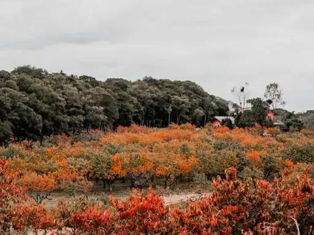 Terreno venda em Gramado