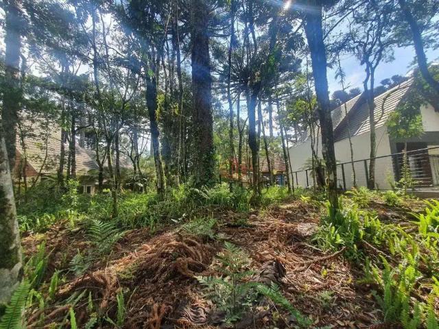 Terreno venda em Gramado