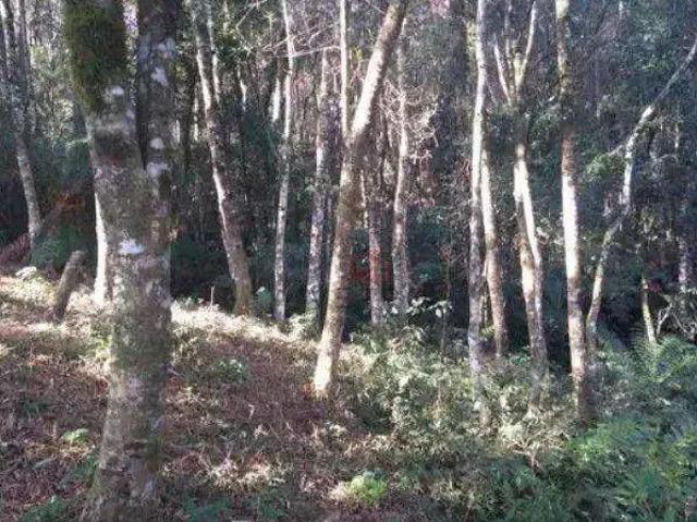 Terreno venda em Gramado