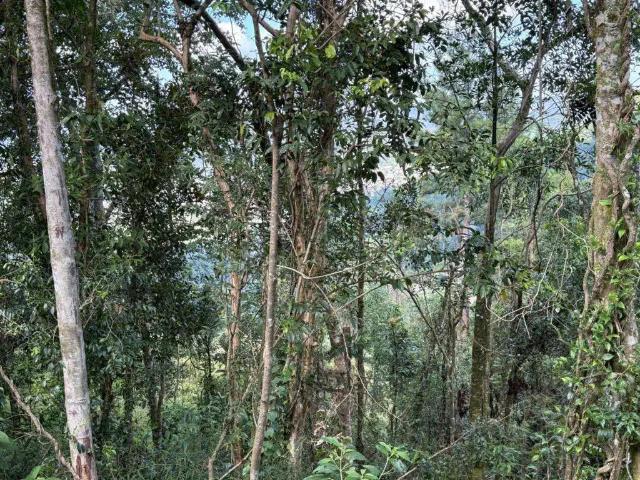 Terreno venda em Gramado
