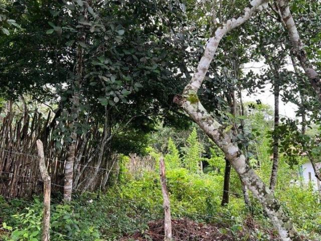 Terreno venda em Pernambuquinho, Guaramiranga