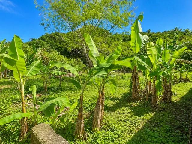 Terreno venda em Região Geográfica Imediata de Ilhéus – Itabuna, Ilhéus