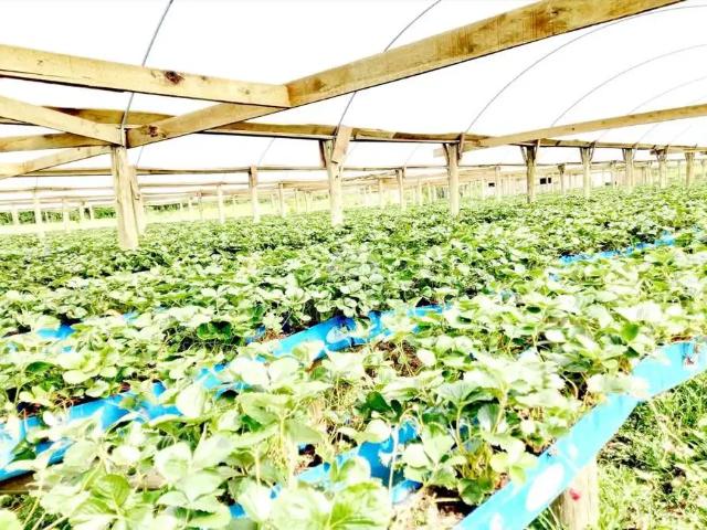 Terreno venda em Região Geográfica Imediata de Caxias do Sul, Ipê